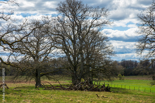 trees in the field