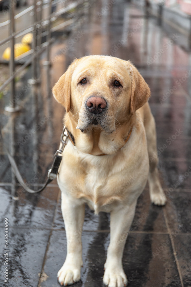 A dog tied up at a street corner in the city. Owners commonly leave dogs tied outside stores A dog tied up at a street corner in the city. Owners commonly leave dogs tied outside stores