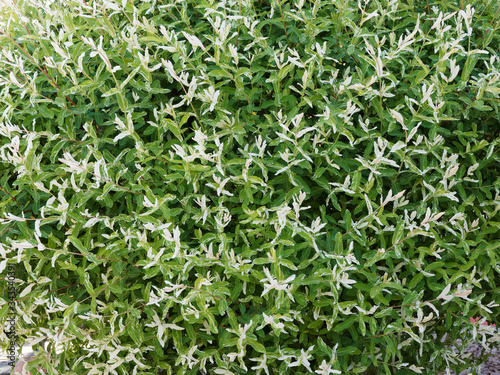 Salix integra 'Hakuro Nishiki' | Saule crevette ou saule Arlequin, arbuste ornemental au feuillage coloré gris vert panaché de rose et blanc 