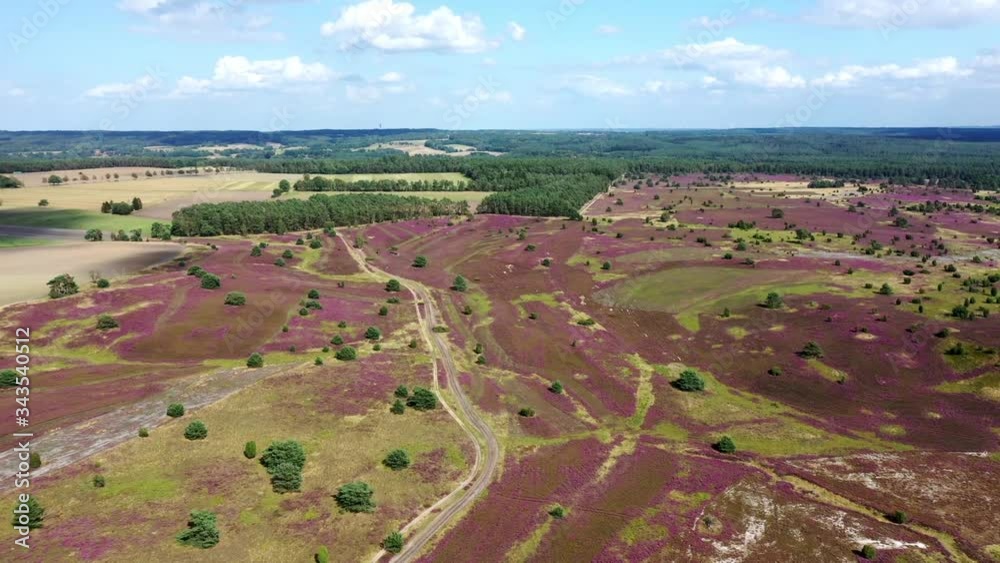Lüneburger Heide (Lande de Lunebourg) et fleurs de bruyères en vue aérienne. Lüneburger Heide (Lande de Lunebourg) et fleurs de bruyères en vue aérienne.