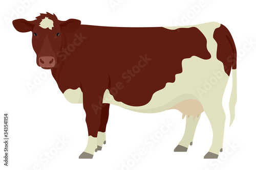 Maine-Anjou cow  Breeds of domestic cattle Flat vector illustration Isolated object on white background