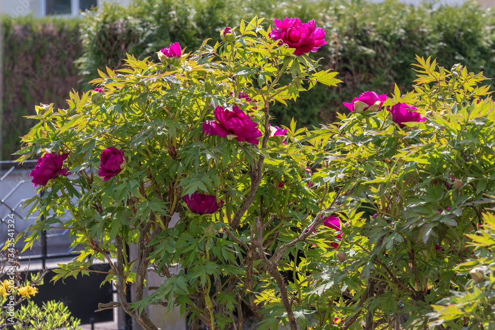 Pivoine arbustive