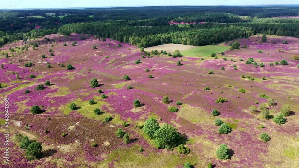 Lüneburger Heide (Lande de Lunebourg) et fleurs de bruyères en vue aérienne.