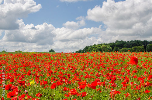 champ de coquelicot rouge campagne