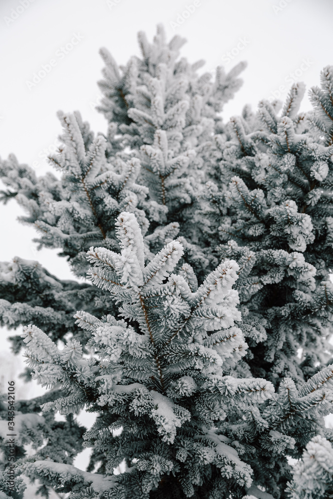 Branch of spruce tree with white snow. Winter spruce tree in the frost. Layer of snow on branches of spruce with hoar-frost. Fir-tree branches of conifer tree in snow for New Year close-up.