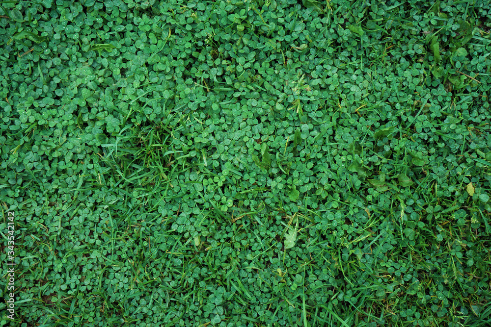 Green grass background Green grass background