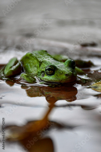 frog in the pond