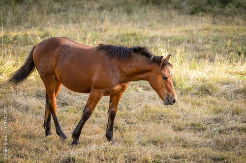 Auvergne horse  horse foal grazing in french summer countryside.