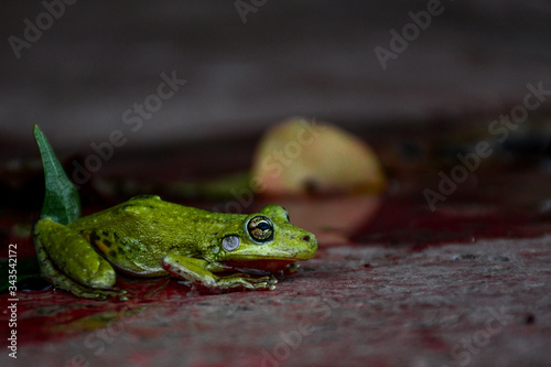 green tree frog