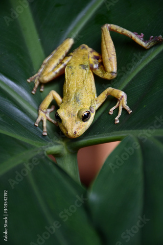 frog on a leaf