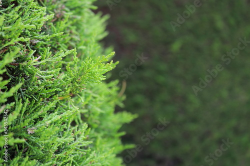 green moss in the forest