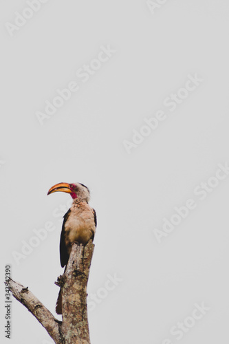 red billed hornbill