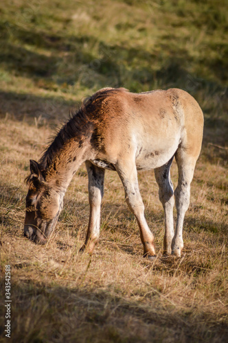 Auvergne horse, horse foal grazing in french summer countryside.