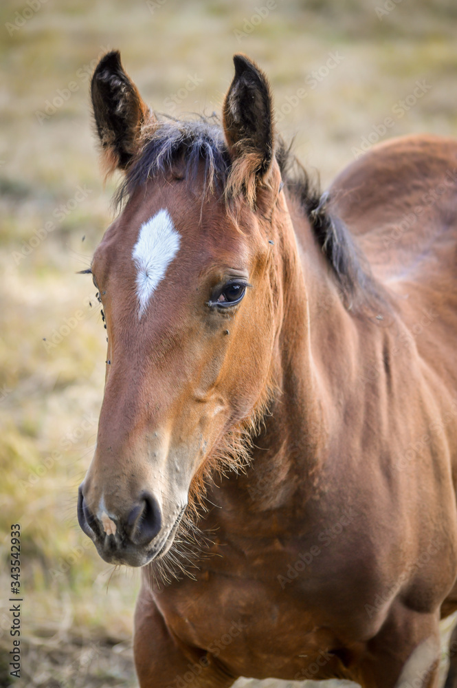 Auvergne horse, horse foal grazing in french summer countryside. Auvergne horse, horse foal grazing in french summer countryside.