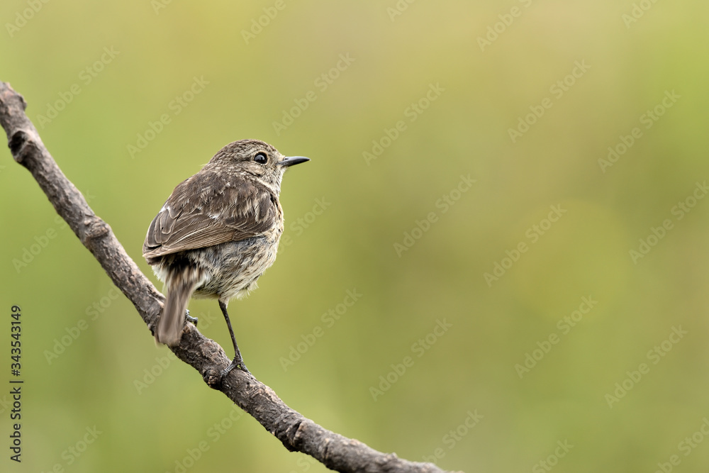 tarabilla hembra posada en una rama con fondo natural en vede (saxicola rubicola) Marbella Andalucía España tarabilla hembra posada en una rama con fondo natural en vede (saxicola rubicola) Marbella Andalucía España