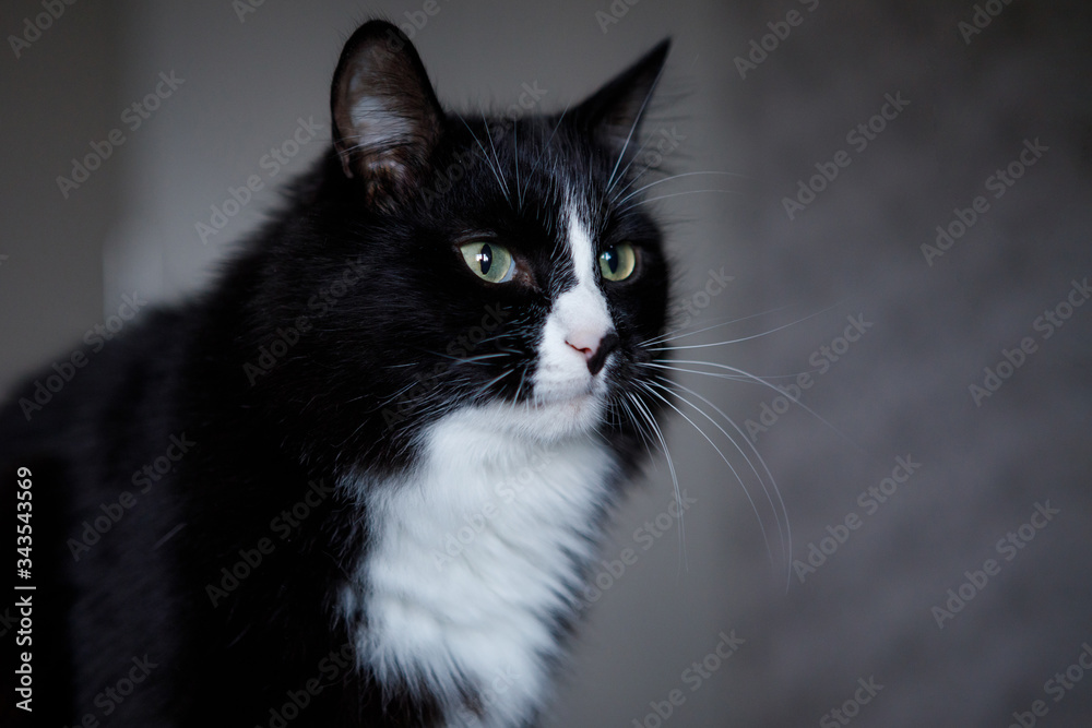 Black and white fluffy cat sits on the floor. Black and white fluffy cat sits on the floor.
