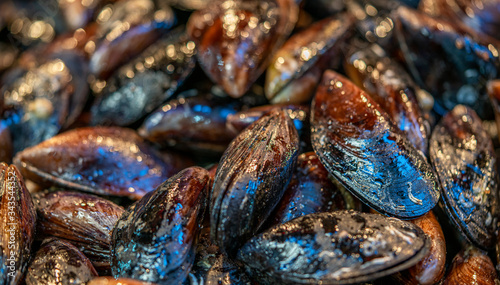 fresh mussels on the sea food market