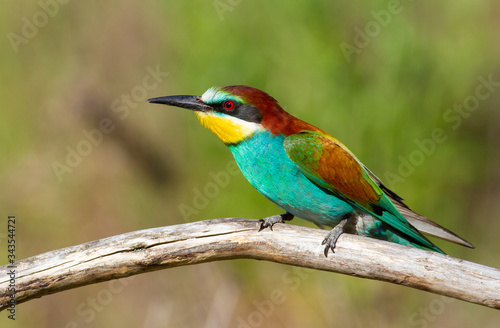European bee-eater, Merops apiaster. In the early morning, the bird sits on a beautiful old branch. The sun beautifully illuminates the model