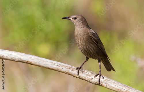 Сommon starling, Sturnus vulgaris. A young bird sits on a branch