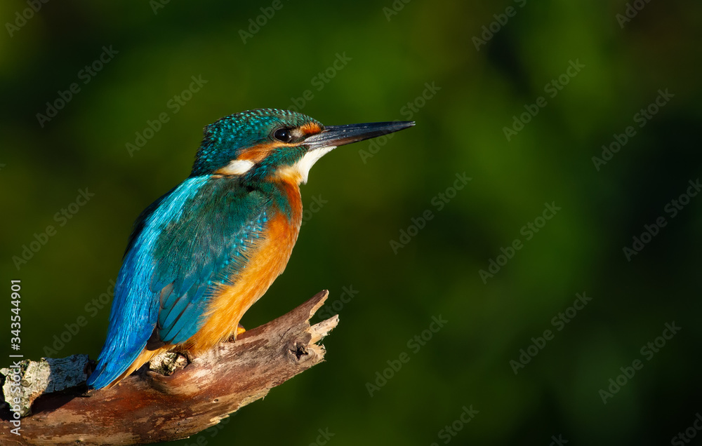 Common kingfisher, European kingfisher, Alcedo atthis. In the early morning, the bird sits on a beautiful old branch. The sun beautifully illuminates the model Common kingfisher, European kingfisher, Alcedo atthis. In the early morning, the bird sits on a beautiful old branch. The sun beautifully illuminates the model