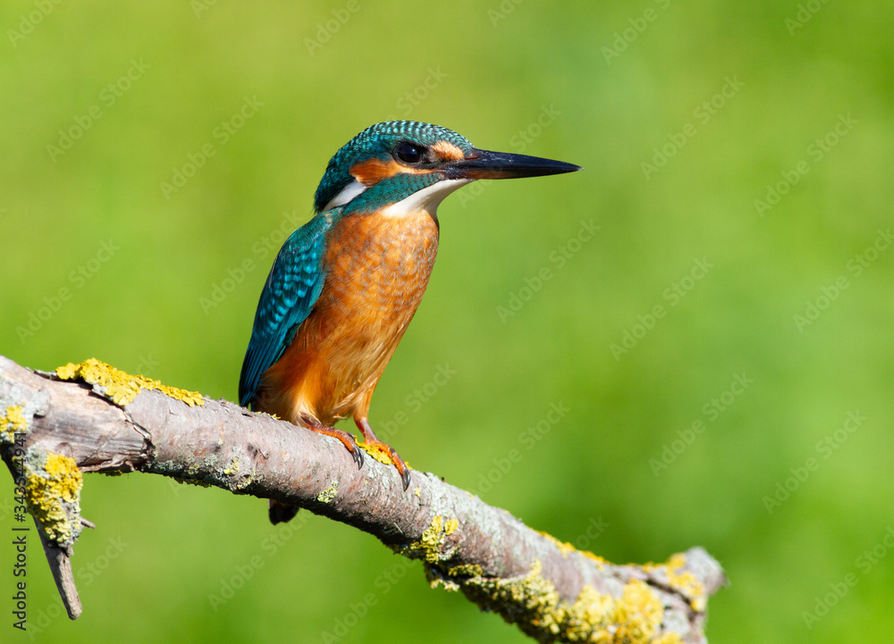 Common kingfisher, European kingfisher, Alcedo atthis. In the early morning, the bird sits on a beautiful old branch. The sun beautifully illuminates the model Common kingfisher, European kingfisher, Alcedo atthis. In the early morning, the bird sits on a beautiful old branch. The sun beautifully illuminates the model