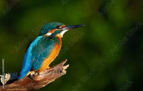 Common kingfisher, European kingfisher, Alcedo atthis. In the early morning, the bird sits on a beautiful old branch. The sun beautifully illuminates the model © Юрій Балагула