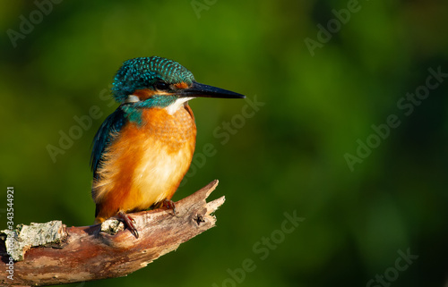Common kingfisher, European kingfisher, Alcedo atthis. In the early morning, the bird sits on a beautiful old branch. The sun beautifully illuminates the model © Юрій Балагула