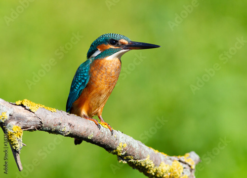 Common kingfisher, European kingfisher, Alcedo atthis. In the early morning, the bird sits on a beautiful old branch. The sun beautifully illuminates the model