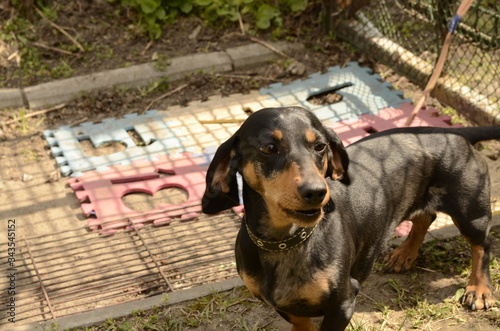 Portrait of a black beautiful dachshund dog on a leash.