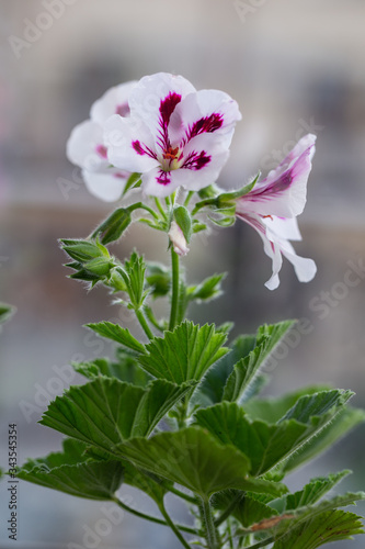 Fototapeta Naklejka Na Ścianę i Meble -  Multicolor pelargonium flowers close-up photo