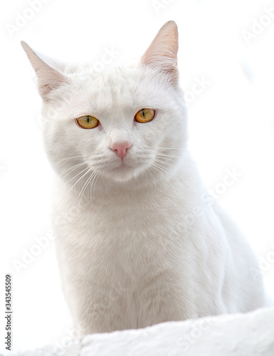 white cat on white © FranciscoJavier