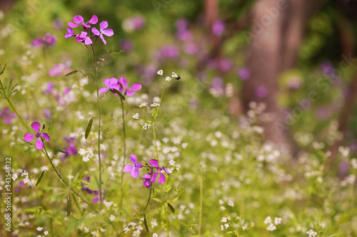 Lunaria annua Penny Flowers