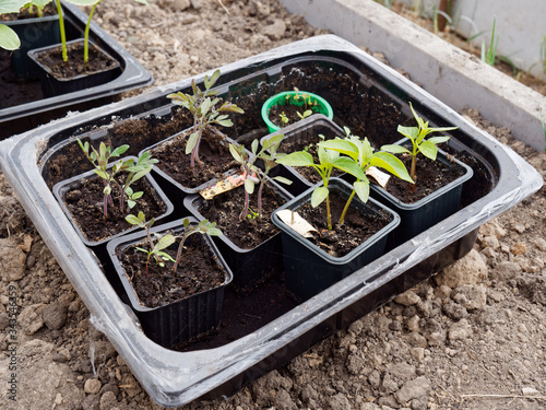 Obraz na płótnie seedlings of vegetables on a bed in a greenhouse