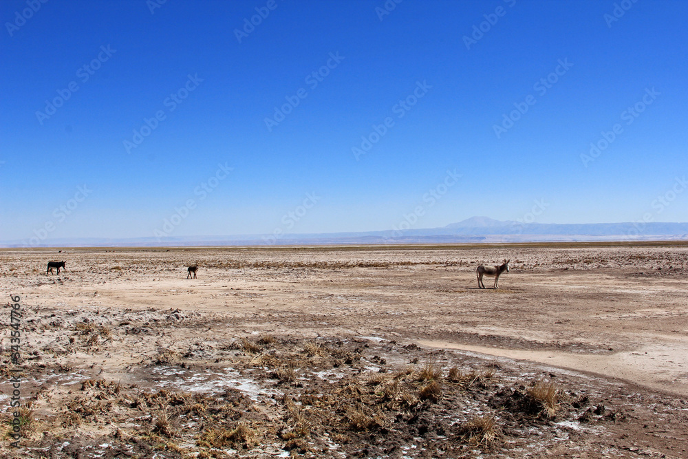 Asini nel Deserto di Atacama, Antofagasta, Cile