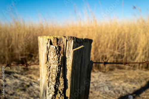 Pole infant of dune grass