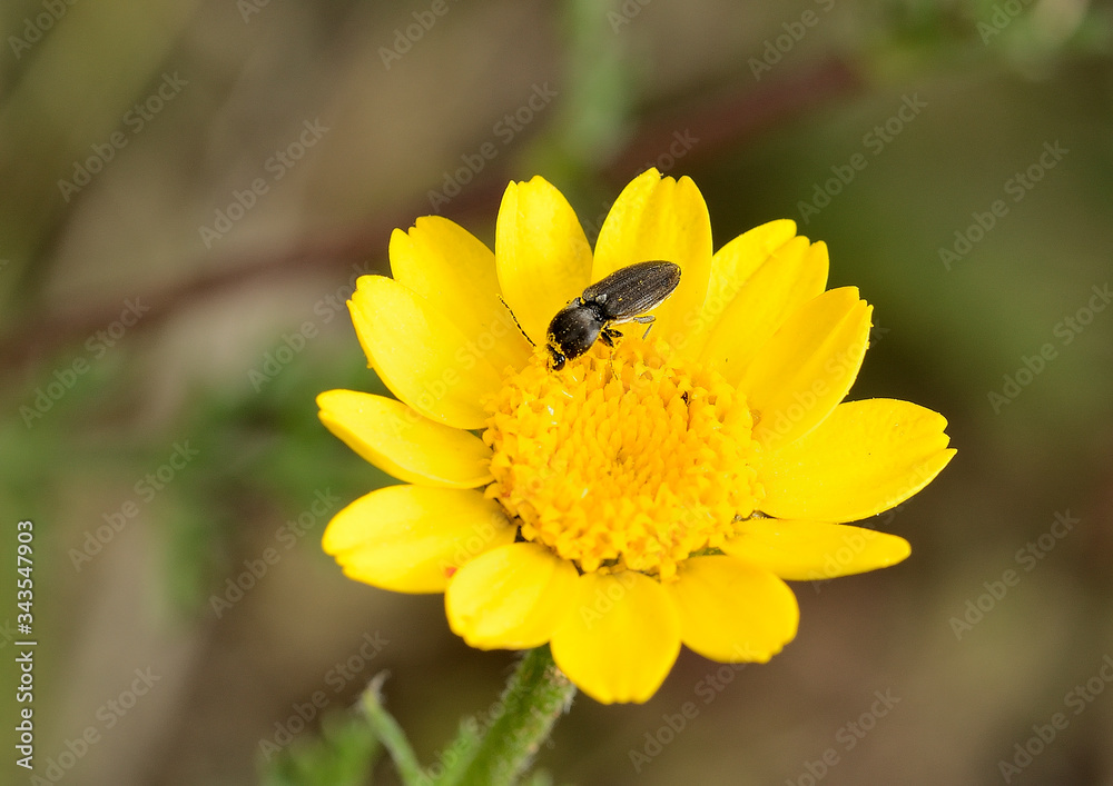 insecto polinizando una flor amarilla Marbella Andalucía España insecto polinizando una flor amarilla Marbella Andalucía España
