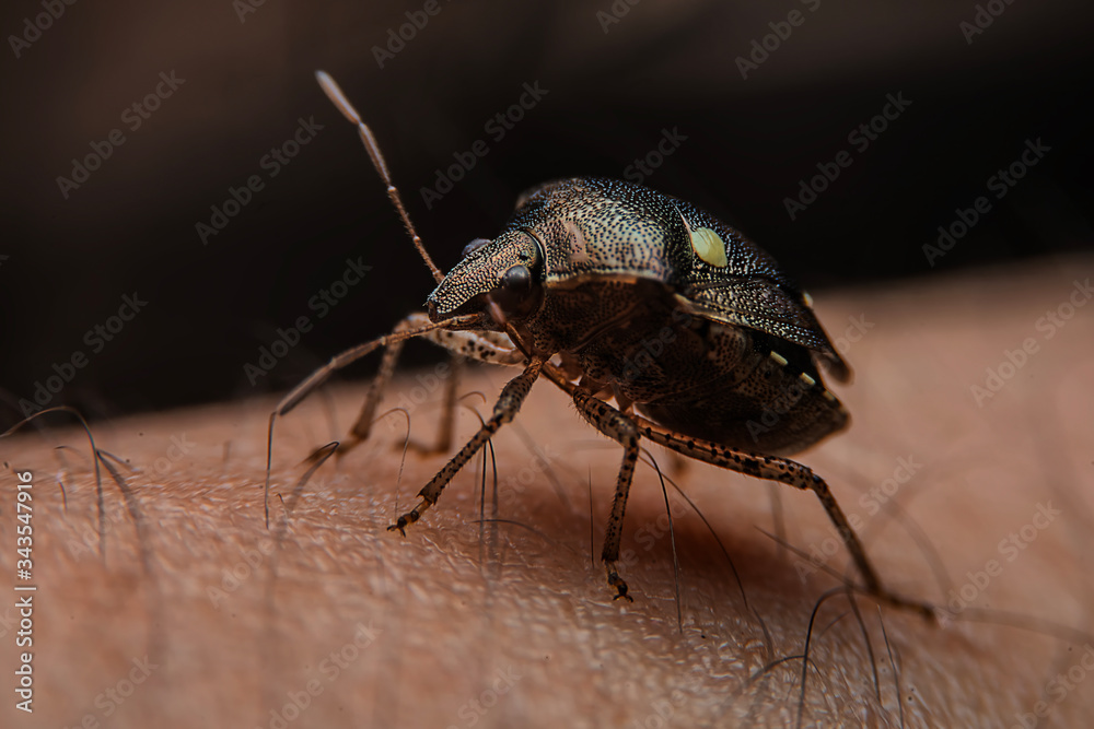 Naklejka premium Close up shot of a small bug