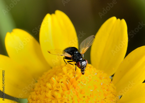 mosca negra polinizando una flor amarilla Marbella Andalucía España
