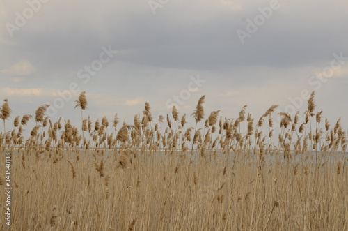 
Landscape. Gray cloudy sky. On the river bank growing reeds.