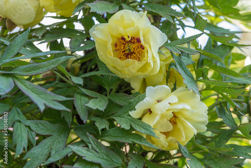 Pivoine arbustive photo