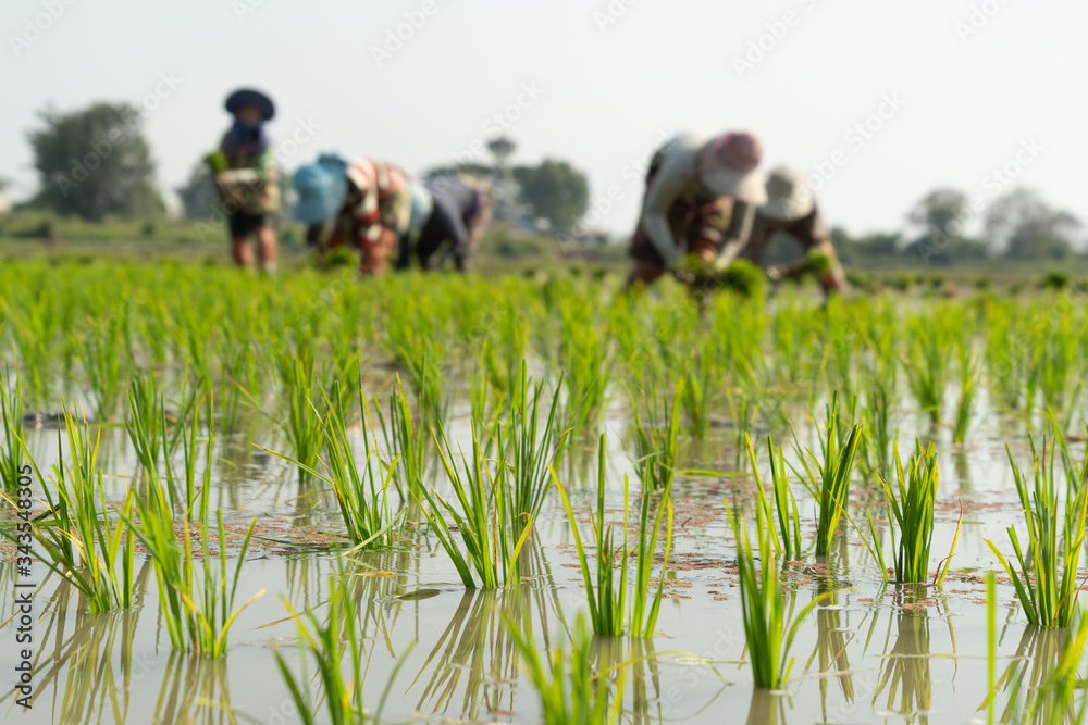 Traditional Method of Rice Planting.Rice farmers divide young rice ...