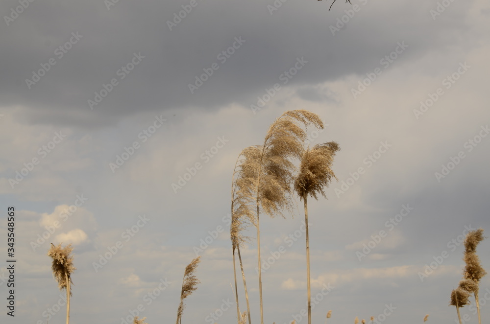 Obraz premium Landscape. Gray cloudy sky. On the river bank growing reeds.