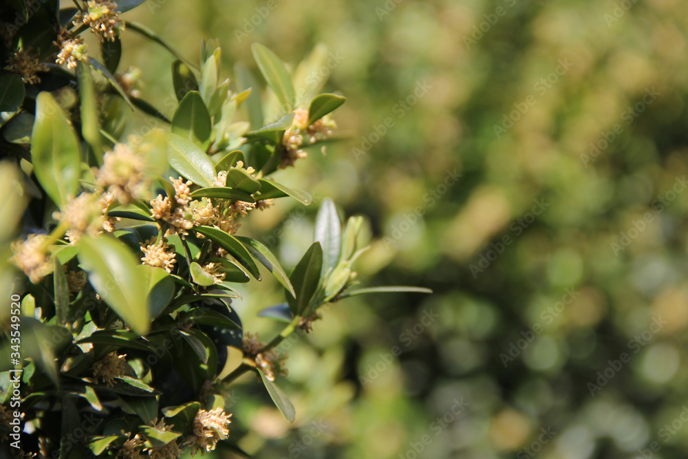 Buxus sempervirens is blooming in the spring Buxus sempervirens is blooming in the spring