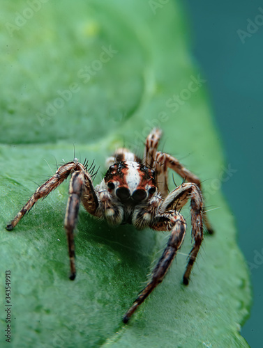 A close up of a small spider