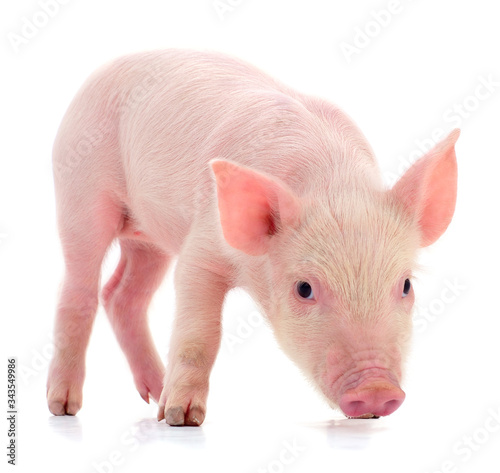 Small pink pig isolated.