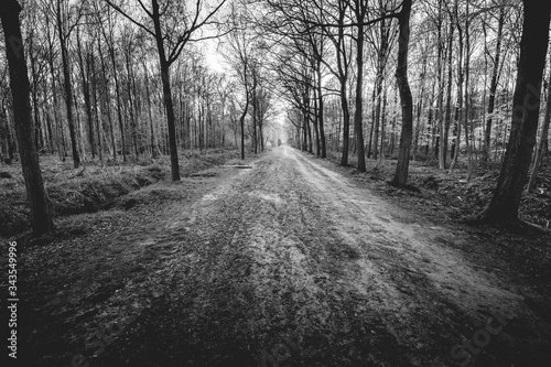 Old Forest in The Netherland, Liesbos at Breda