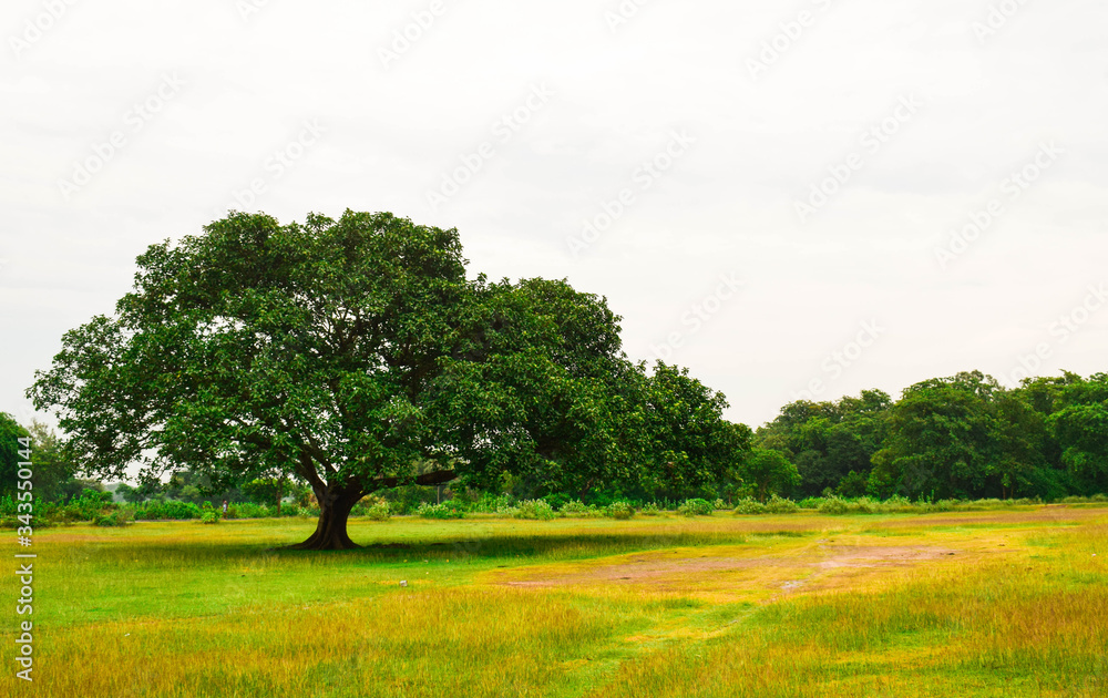 Fototapeta premium lonely tree in the field