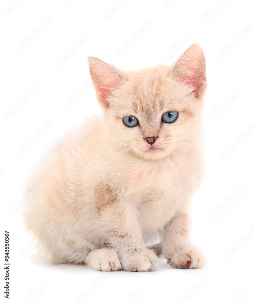 Small white kitten.