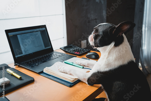 Cute happy young dog working on laptop at the office. pets indoors. Table with mobile phone, tablet and notebook,Business dog using his computer in the office, boston terrier working at home photo