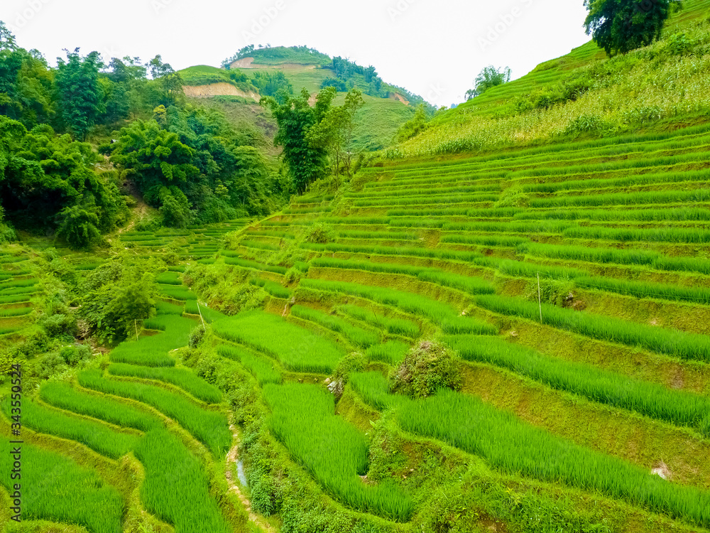 Lào Cai rice fields near Sapa (Chapa) in north mountains of Vietnam, Lào Cai, Vietnam